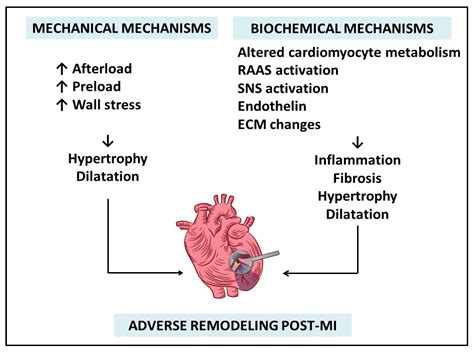 lv remodelling|ventricular remodeling after myocardial infarction.